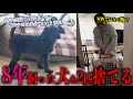 8年飼った犬を”捨てる”という選択