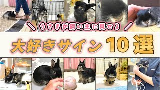 うさぎが飼い主に「大好き！」と伝えている１０のサイン【うさぎの愛情表現】