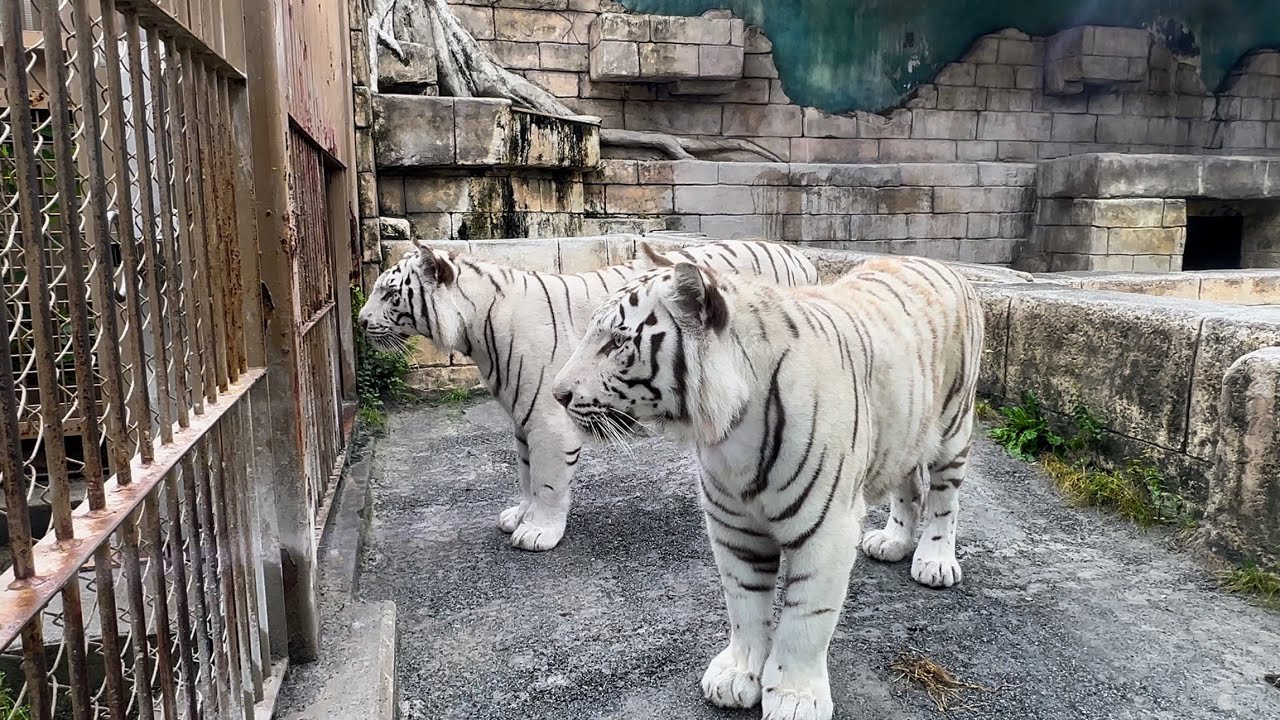 スカイくんに気付いてもらいたいコタくんとハクくん🐯 6月8日 東武動物