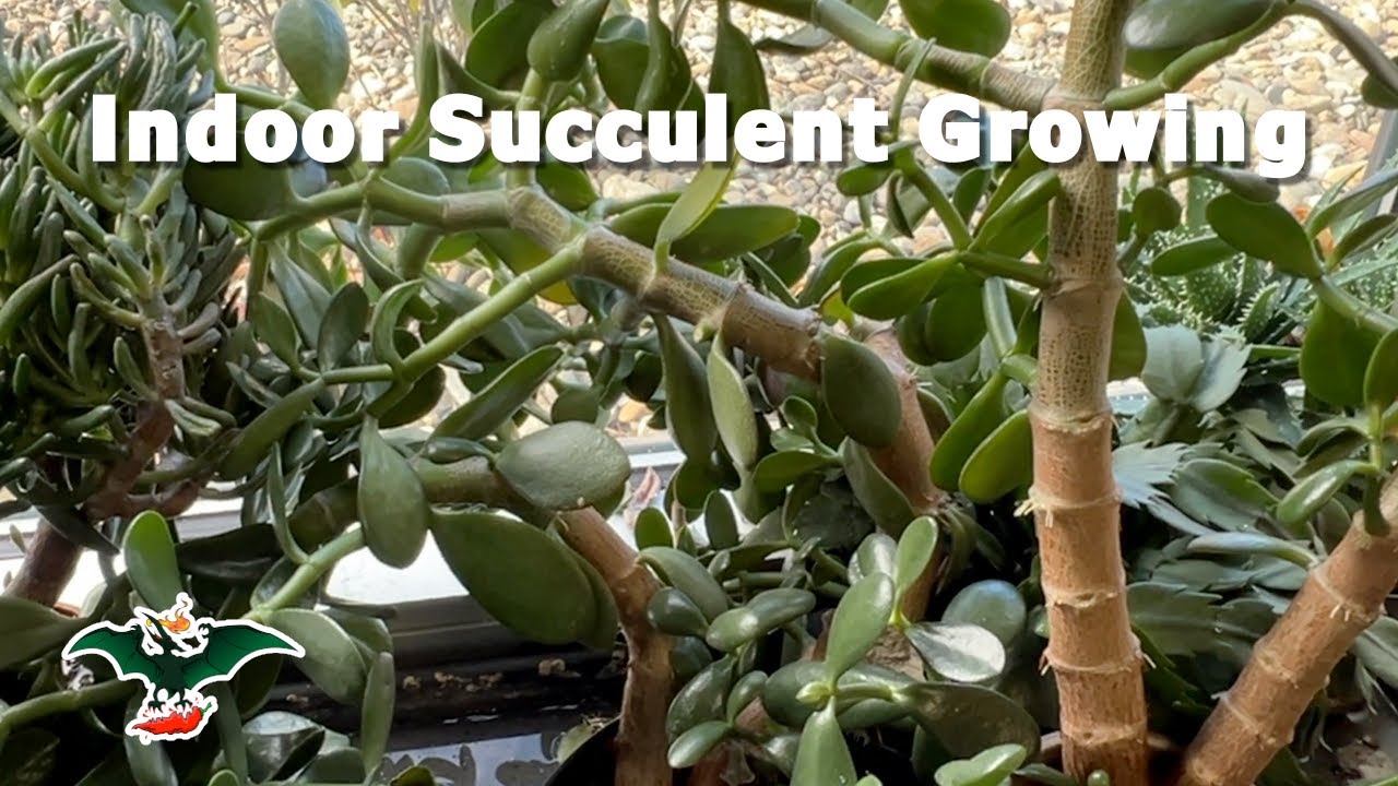 Breaking the rules of indoor succulent growing