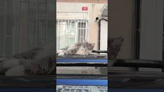 Güzellik Uykusu #SleelSleepyCat #Ca tNaps #cutecatshorts #uyuyankedi #kedi #cat #cats #catlife #cute
