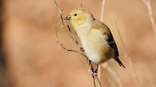 American Goldfinch in Winter Plumage, shot by Project Nature. https://project-nature.com