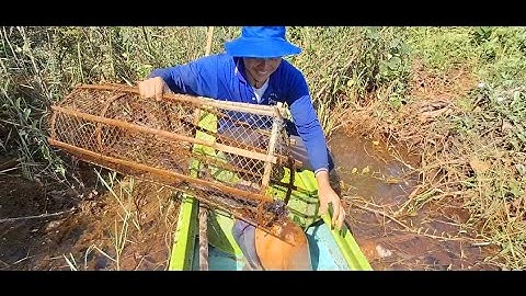 NT 67 lll Vỡ lợp cá lóc chạy toàn cá khủng (T11)