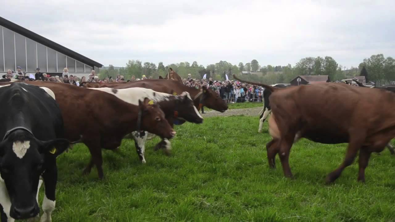 Kosläpp 2013 - Janpers lantbruk i Dalarna