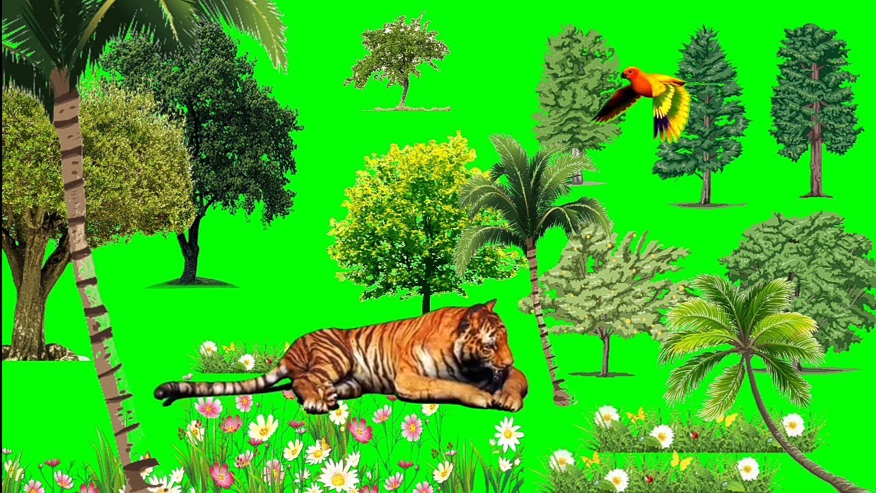 green screen jungle tiger HD Video free download YouTube