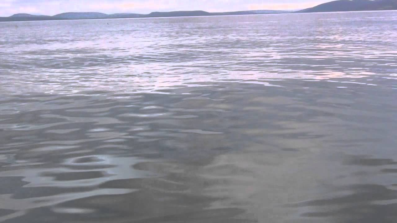 Humpback Whales feeding in NE Iceland