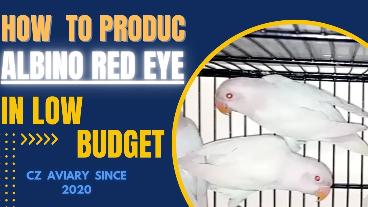 how to produce albino red eye cheaply | Albino red eye ko sasti pairin se kese hasil kr sakte hain.