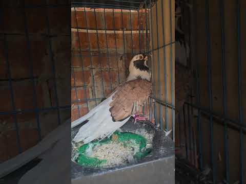 جميع انواع الحمام الابلق