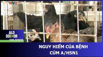 NGUY HIỂM CỦA BỆNH CÚM A/H5N1