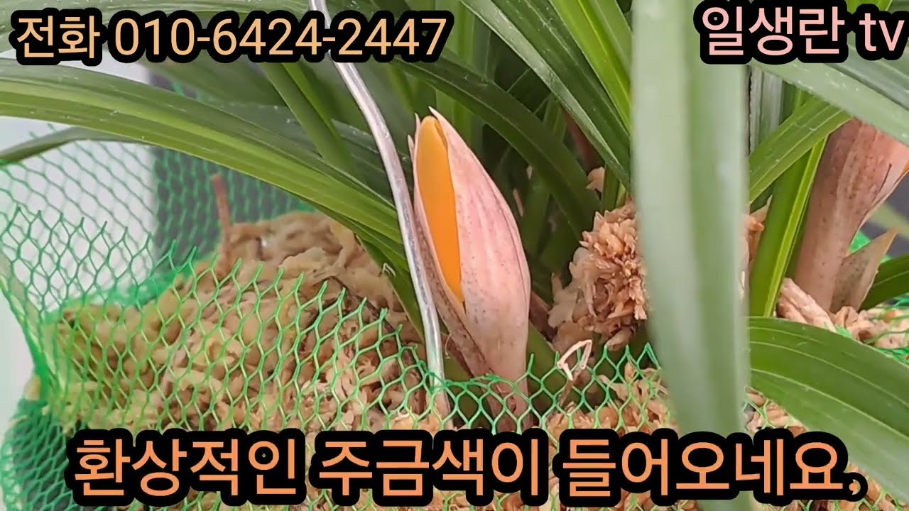 721.  네 분께만 분양합니다.