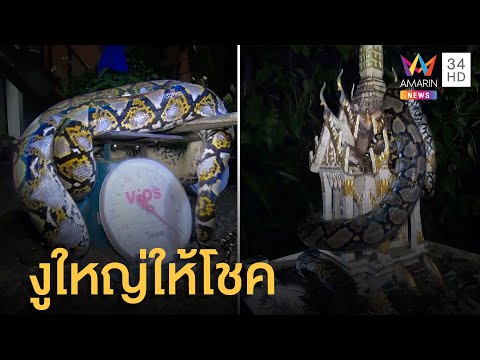 งูเหลือมใหญ่ให้โชค ขดตัวพันศาลพระภูมิหน้าบ้าน | ข่าวเที่ยงอมรินทร์ | 16 พ.ค.65