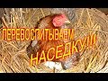 ЧТО СДЕЛАТЬ ЧТОБЫ ОТУЧИТЬ КУРИЦУ СИДЕТЬ НА ЯЙЦАХ//МОЯ ЛЮБИМАЯ УСАДЬБА