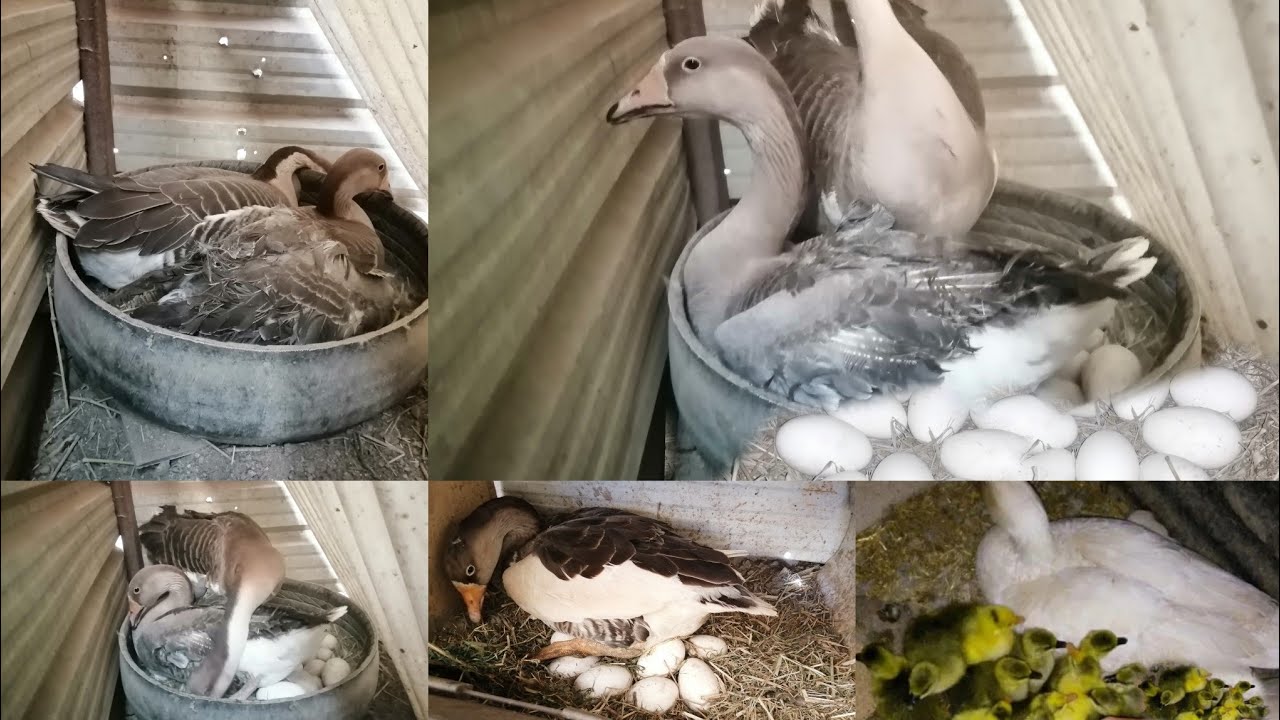 متى يبيض الوز متى يرقد الاوز كل ما يخص الوز من بداية الموسم الي الرقود