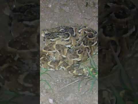 Another Puff Adder catch and release