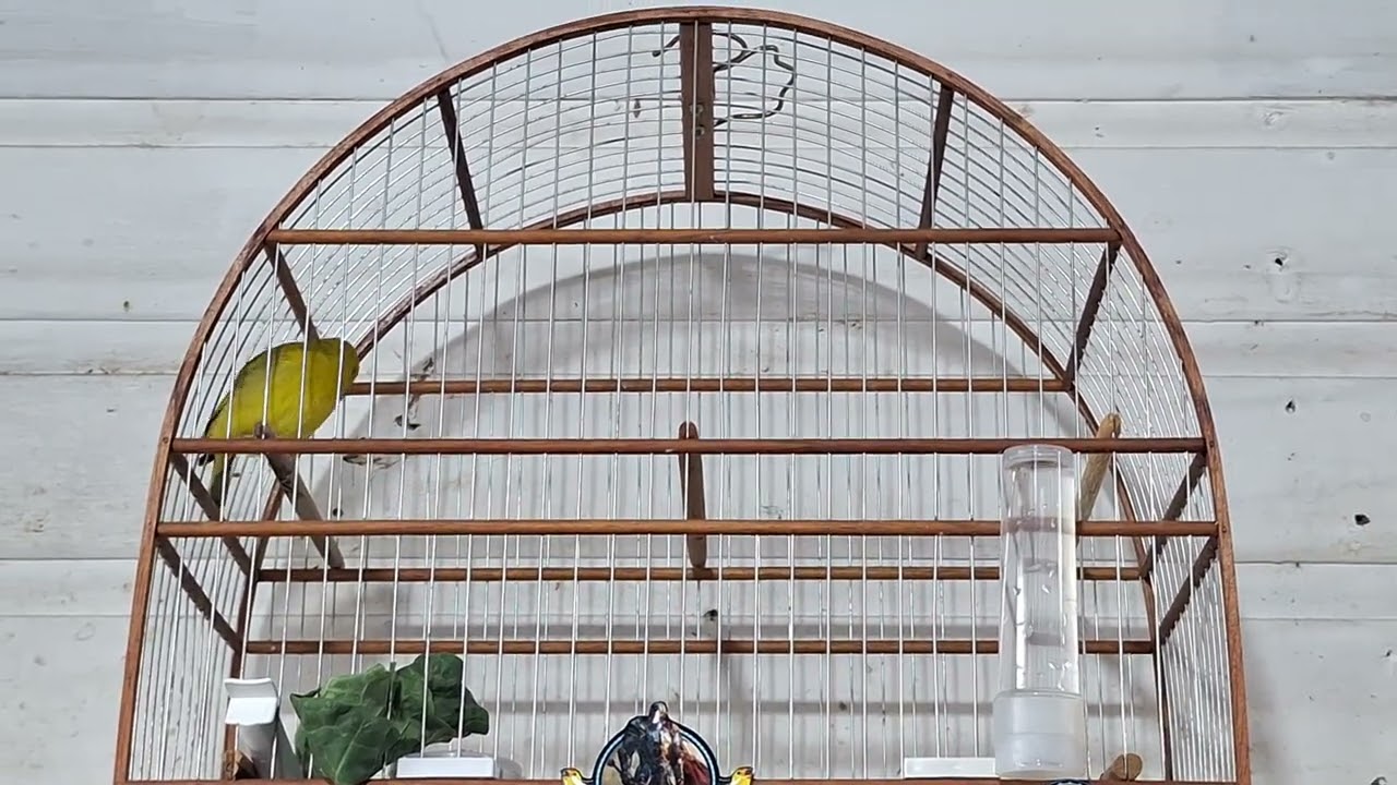 CARRASCO CRS CRIATORIO SHEMUEL GRAVATAI