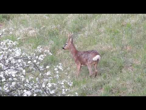 Hunting in Slovenia: Roe buck - strong untypical 8 pointer