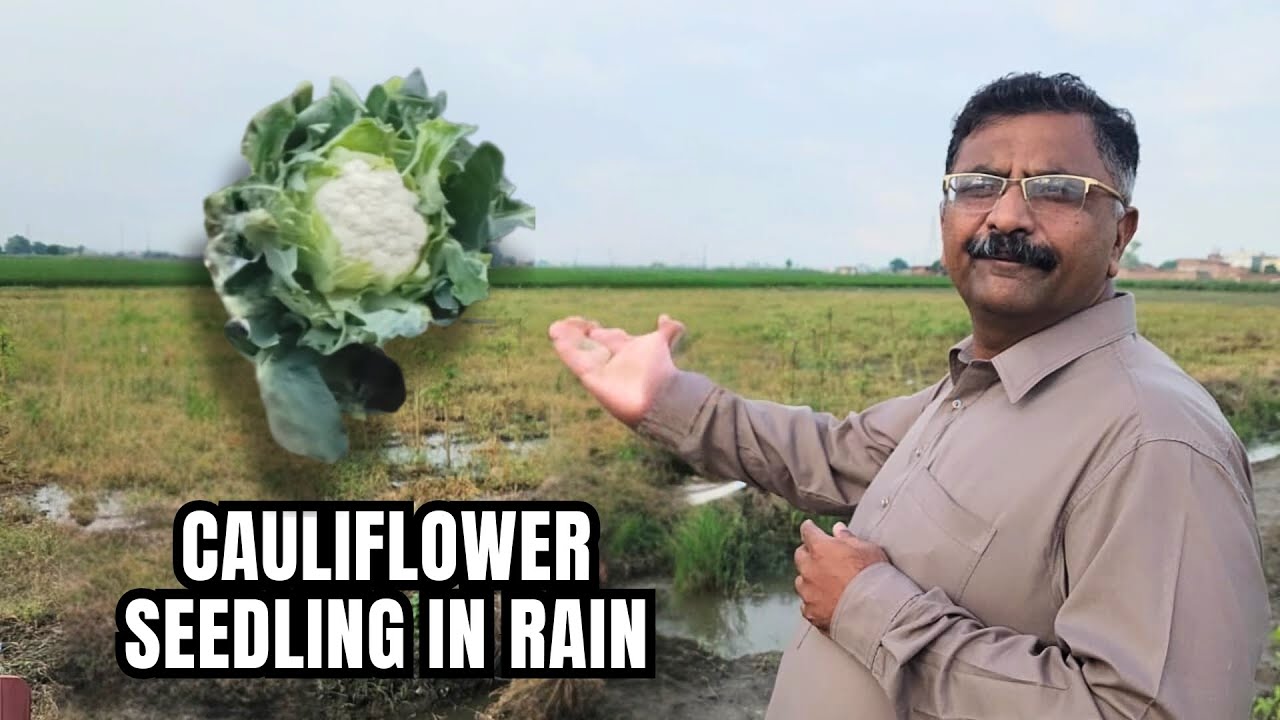 How to Do Cauliflower Seedling in Heavy Rain Season | Farming Guide