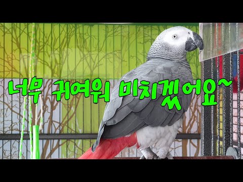 [연구대상똘이] African gray parrot Papagei <strong>Papago</strong> parrot, cockatoo インコ, オウム 鸚鵡, 鳳頭鸚鵡