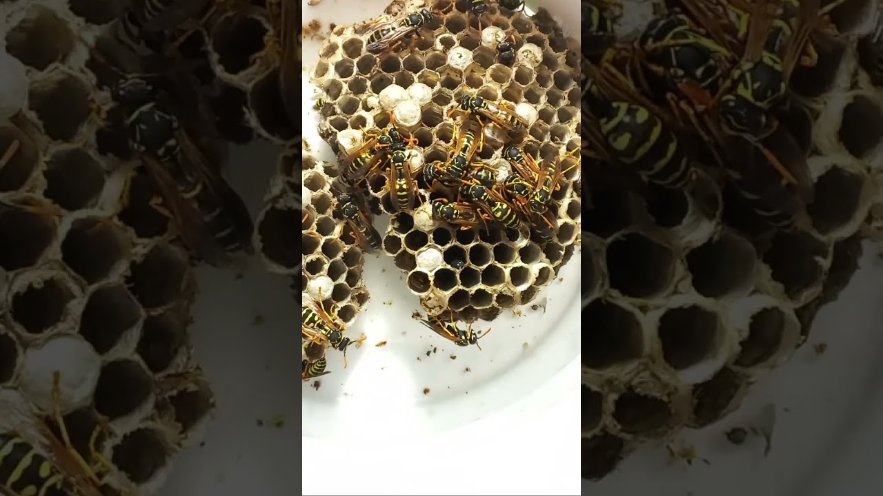 PAPER WASPS, Polistes, Vespidae, Hymenoptera, on their paper nest. 