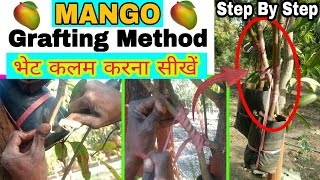 Mango Grafting Method || Mango Side By Side Grafting || आम के पौधें पे कलम बांधने की विधि