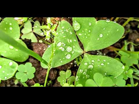 Barulho de Chuva para Relaxar e Dormir