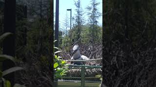 Buck beak in his nest and the buck beak rollercoaster in harry potter land at universal studios Holl