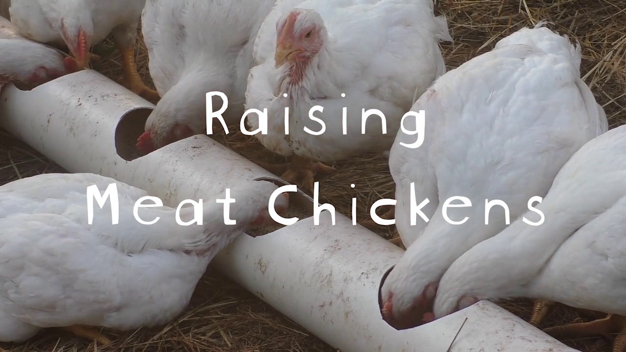 Raising Meat Chickens - The Film, Featuring Marjory Wildcraft - YouTube