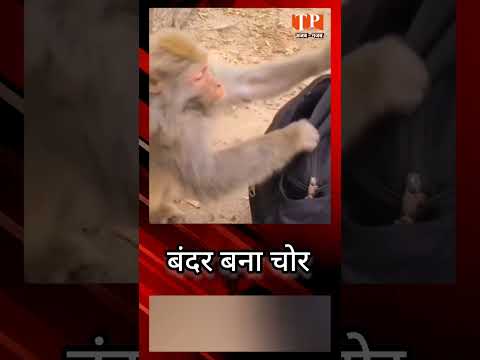 बंदर बना चोर और करली चोरी, सामने आया वीडियो | Funny Video | Viral Video