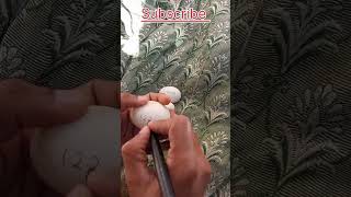 White Aseel hen hatching an egg  |Harvesting hen to chicks