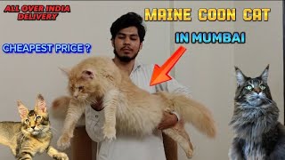 Maine Coon Cat In India | Duniya Ki Sabse Badi Billi  | Main Coon For Sale | Zubair Sayyed Vlogs