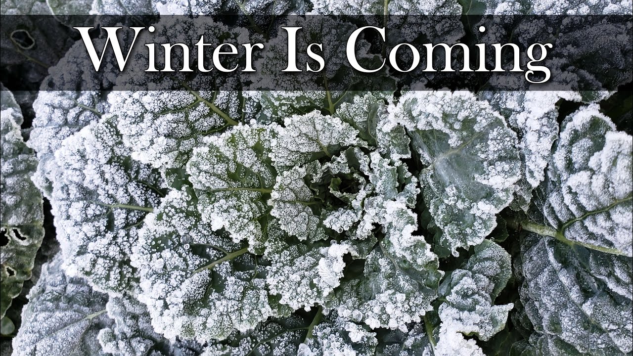 Winterizing Your Vegetable Garden - 6 Tips For 2023! - YouTube