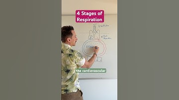 The 4 Stages of #Respiration
