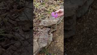 1st Grade Science Butterfly Release