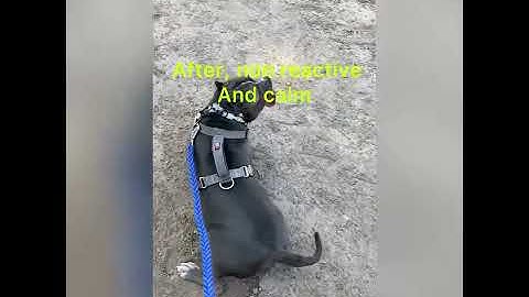 Reactive Dog Before and After