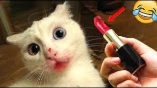 New Cute and Funny Animals 2024  Funniest Cats and Dogs Videos #48