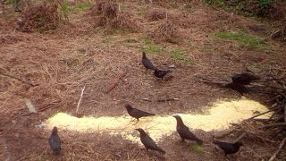 Crows Vs Owl With Wayne Etmanski