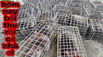 thăm bẫy chuột cống nhum một ngày bội thu, #chuột #chuộtđồng