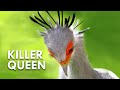 Secretary Birds: Killer Queens