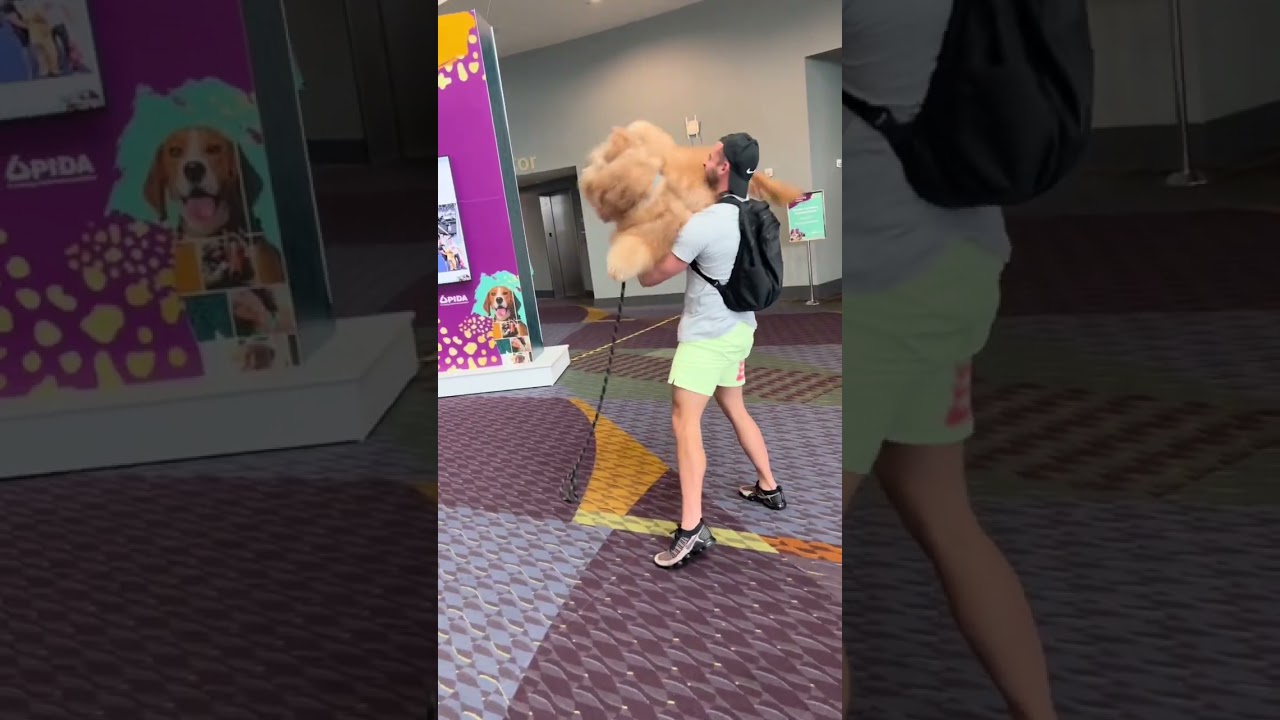 PSA for dogs on escalators! 