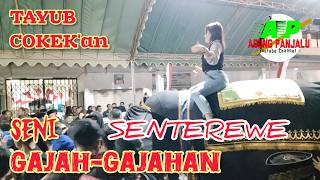 🔴Live Seni GAJAH-GAJAHAN & SENTEREWE Versi Dangdut, Tayub, Campursari