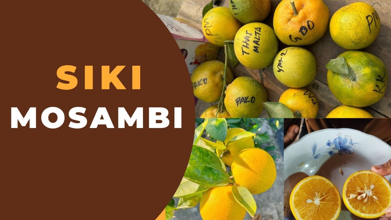 Jinsiy aloqa pozitsiyalari Silviya Sent sikilib qoladi