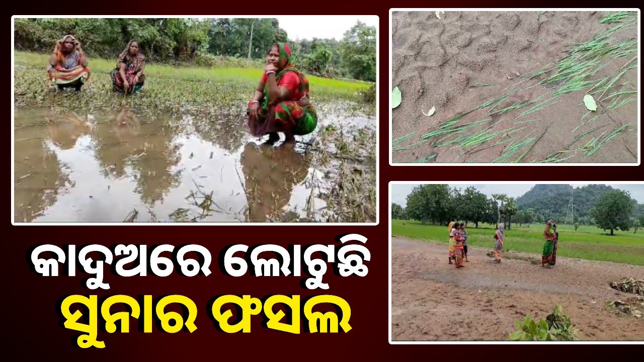 ମାଲକାନଗିରି କାଲିମଳୋ ବ୍ଲକରେ ବନ୍ୟା ଯୋଗୁଁ ଚାଷ ନଷ୍ଟ, ଚିନ୍ତାରେ ଚାଷୀ || Knews ODisha