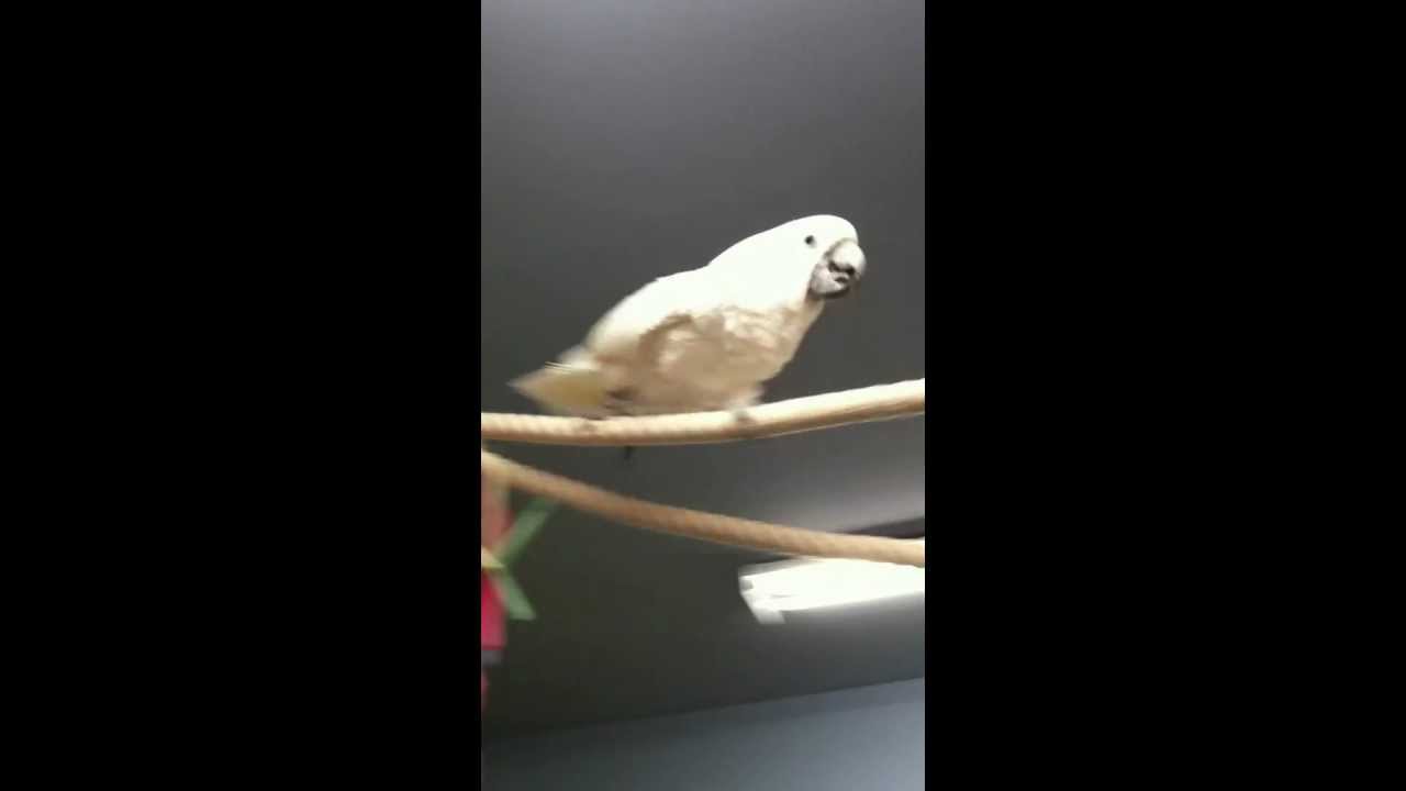 cockatoo price ph CoCo Exploring the Ropes