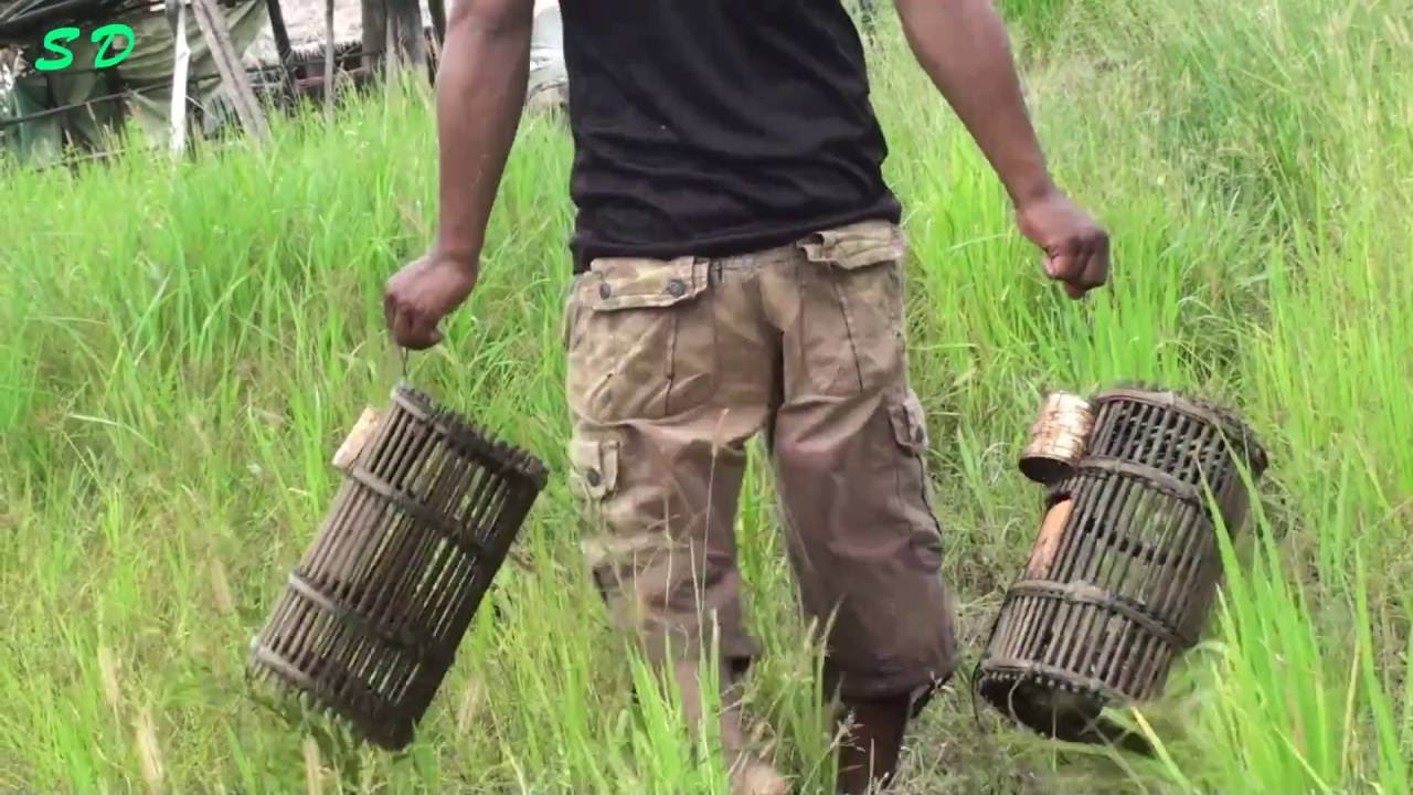 How To Catch A Frog Digging Frog In Cambodia Chasing Frogs YouTube