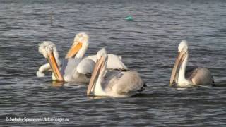 MVI_1404_1.avi Dalmatian Pelican Pelecanus crispus