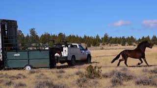 Devil's Garden Wild Horse Release - Truck #2 - 10/3/17