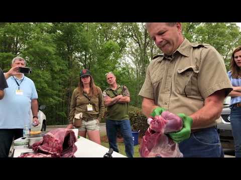 Wie ein Venison Hindquarter debone