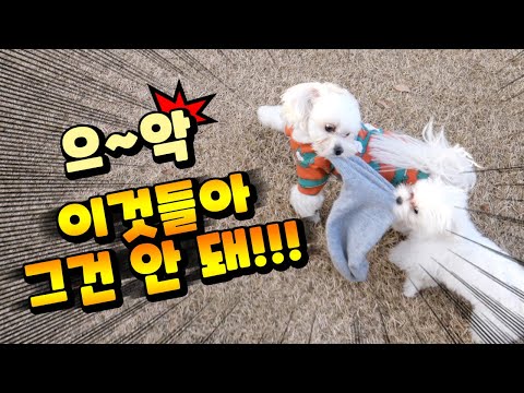 12만원짜리 강아지 장난감 한순간 파괴될뻔한 아찔한 순간 (애견 펜션에 도른자가 나타났다)