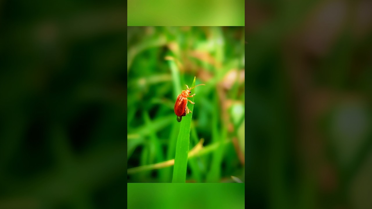 Creative macro photography tips & tricks using pro mode 📸🐞 #shorts #macro #wildlife #photography