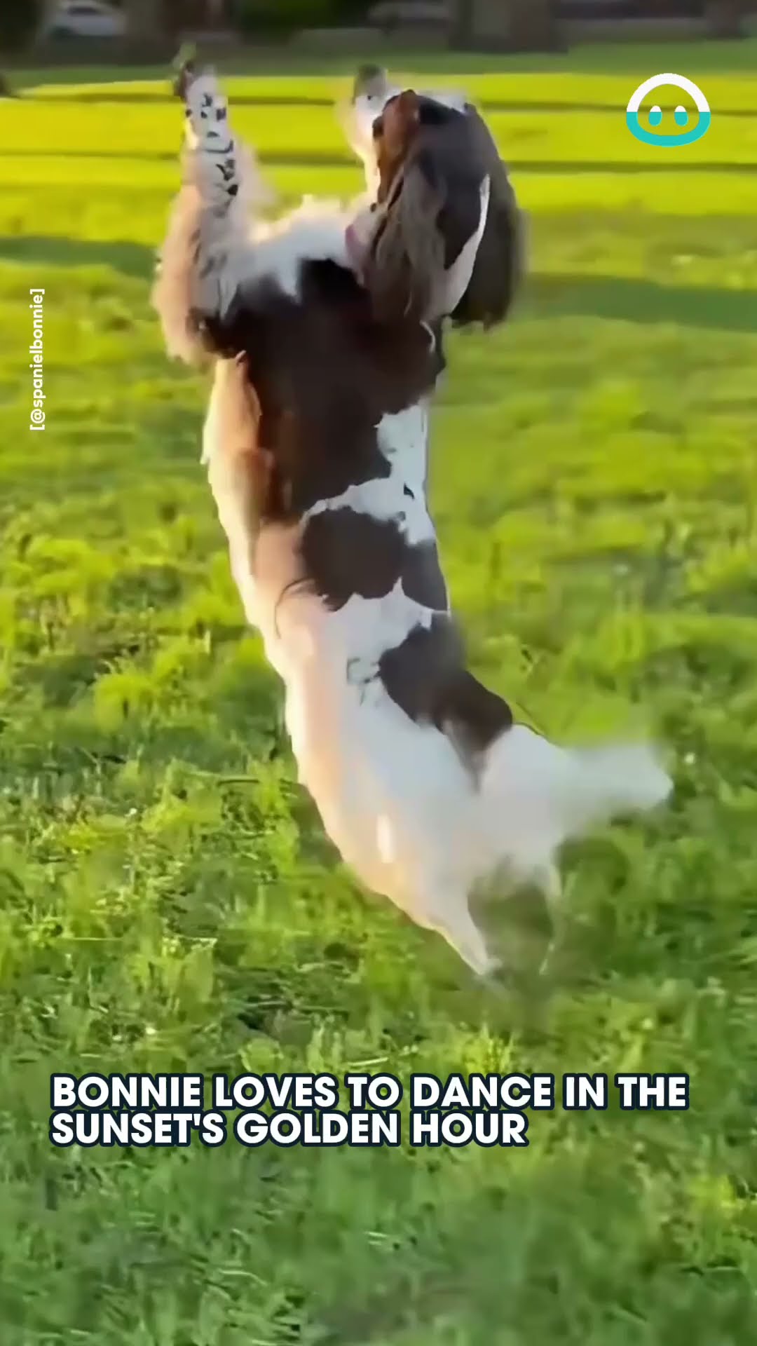 Spaniel Dances in Sunset || ViralHog